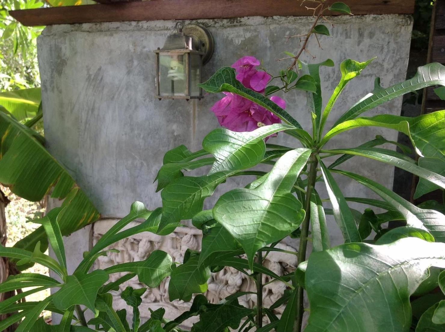 Ananas Samui Hostel Laem Set Beach Bagian luar foto
